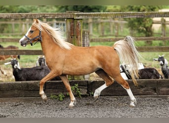 Welsh A (Mountain Pony), Mare, 4 years, 11.2 hh, Chestnut-Red