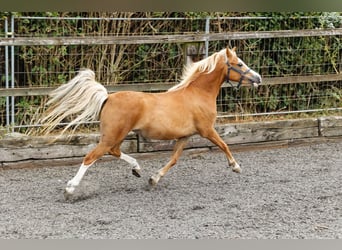 Welsh A (Mountain Pony), Mare, 4 years, 11.2 hh, Chestnut-Red