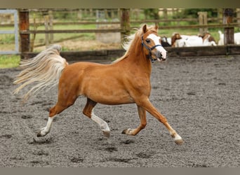 Welsh A (Mountain Pony), Mare, 4 years, 11.2 hh, Chestnut-Red