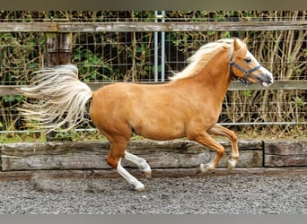 Welsh A (Mountain Pony), Mare, 4 years, 11.2 hh, Chestnut-Red