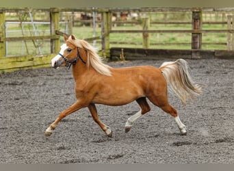 Welsh A (Mountain Pony), Mare, 4 years, 11.2 hh, Chestnut-Red