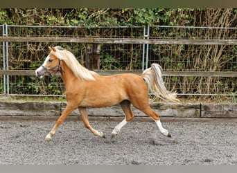 Welsh A (Mountain Pony), Mare, 4 years, 11.2 hh, Chestnut-Red
