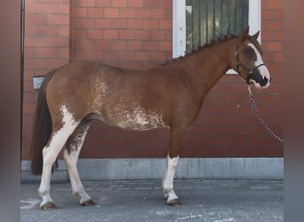 Welsh A (Mountain Pony), Mare, 4 years, 11.2 hh, Chestnut-Red Welsh A (Mountain Pony), Mare, 4 years, 11.2 hh, Chestnut-Red