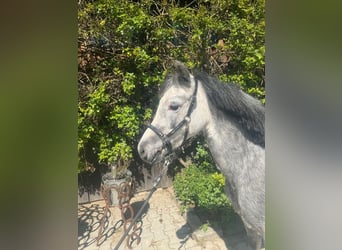 Welsh A (Mountain Pony), Mare, 4 years, 11.2 hh, Grey