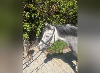 Welsh A (Mountain Pony), Mare, 4 years, 11.2 hh, Grey
