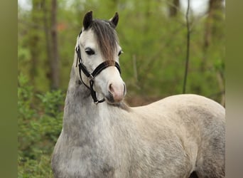 Welsh A (Mountain Pony), Mare, 4 years, 11.2 hh, Grey