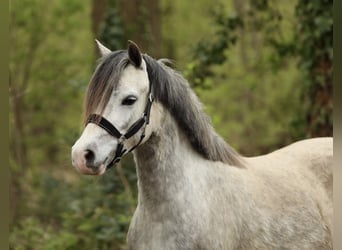 Welsh A (Mountain Pony), Mare, 4 years, 11.2 hh, Grey