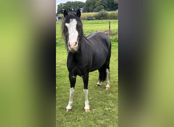 Welsh A (Mountain Pony), Mare, 4 years, 11.2 hh, Smoky-Black