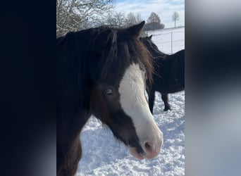 Welsh A (Mountain Pony), Mare, 4 years, 11,1 hh, Black