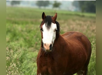 Welsh A (Mountain Pony), Mare, 4 years, 11,1 hh, Brown