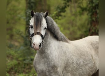 Welsh A (Mountain Pony), Mare, 4 years, 11,2 hh, Grey