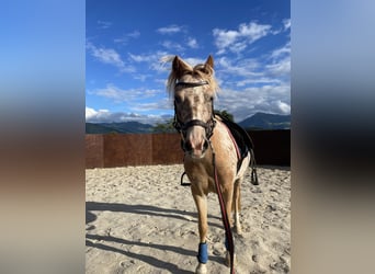 Welsh A (Mountain Pony) Mix, Mare, 4 years, 11,2 hh, Leopard-Piebald