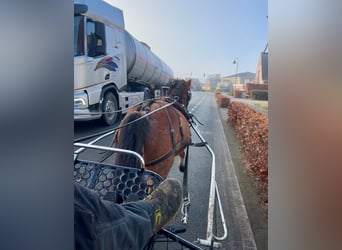 Welsh A (Mountain Pony), Mare, 4 years, 11,2 hh, Roan-Red