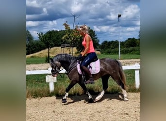 Welsh A (Mountain Pony), Mare, 4 years, 12 hh, Gray