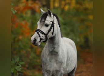 Welsh A (Mountain Pony), Mare, 4 years, 12 hh, Grey