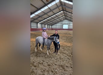 Welsh A (Mountain Pony), Mare, 4 years, 12 hh, Grey-Blue-Tan