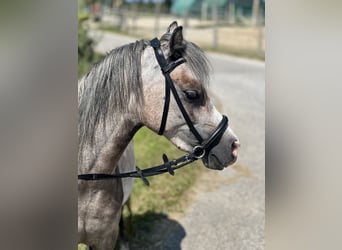 Welsh A (Mountain Pony), Mare, 4 years, 12,1 hh, Brown Falb mold