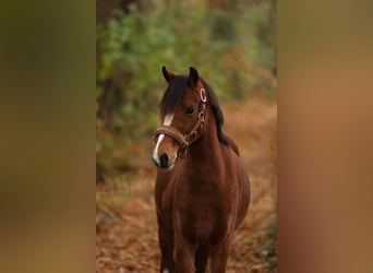 Welsh A (Mountain Pony), Mare, 4 years, 12,1 hh, Brown