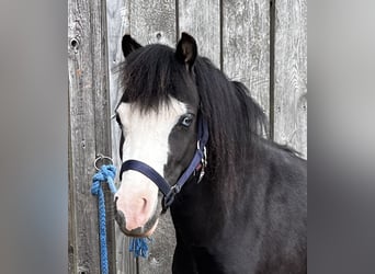 Welsh A (Mountain Pony), Mare, 4 years, Bay-Dark