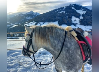 Welsh A (Mountain Pony), Mare, 4 years, Grey-Dapple