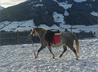 Welsh A (Mountain Pony), Mare, 4 years, Grey-Dapple