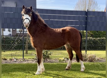 Welsh A (Mountain Pony), Mare, 5 years, 11.1 hh, Brown