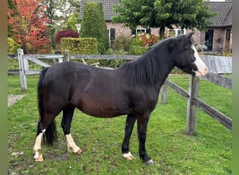 Welsh A (Mountain Pony), Mare, 5 years, 11.2 hh, Black
