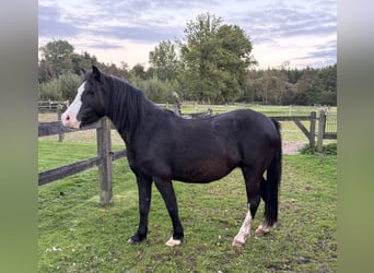Welsh A (Mountain Pony), Mare, 5 years, 11.2 hh, Black