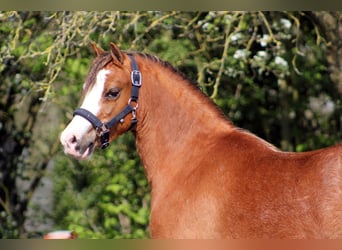 Welsh A (Mountain Pony), Mare, 5 years, 11.2 hh, Chestnut-Red