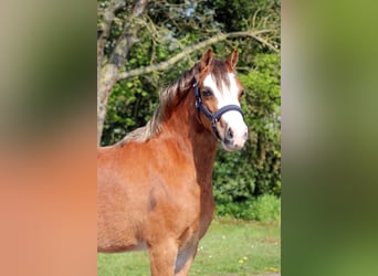 Welsh A (Mountain Pony), Mare, 5 years, 11.2 hh, Chestnut-Red