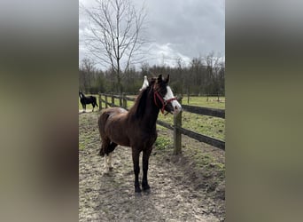 Welsh A (Mountain Pony), Mare, 5 years, 11.2 hh, Smoky-Black