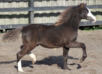 Welsh A (Mountain Pony), Mare, 5 years, 11.2 hh, Smoky-Black