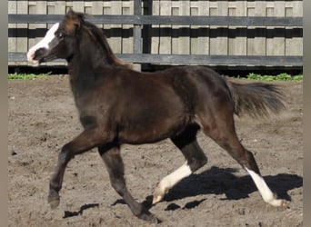 Welsh A (Mountain Pony), Mare, 5 years, 11.2 hh, Smoky-Black