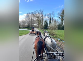 Welsh A (Mountain Pony), Mare, 5 years, 11,1 hh, Brown