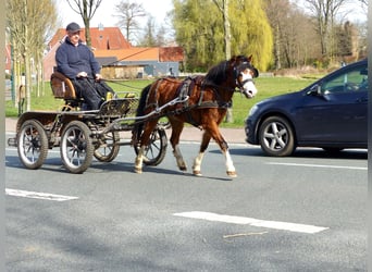 Welsh A (Mountain Pony), Mare, 5 years, 11,1 hh, Brown