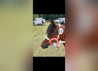 Welsh A (Mountain Pony), Mare, 5 years, 11,1 hh, Brown