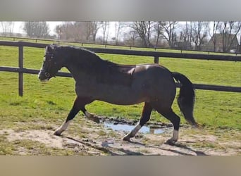Welsh A (Mountain Pony), Mare, 5 years, 11,2 hh, Bay-Dark