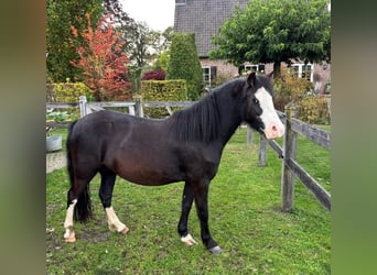 Welsh A (Mountain Pony), Mare, 5 years, 11,2 hh, Black