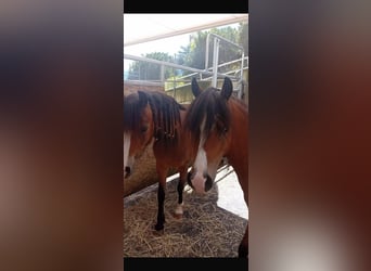 Welsh A (Mountain Pony), Mare, 5 years, 11,2 hh, Brown