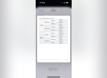 Welsh A (Mountain Pony), Mare, 5 years, 11,2 hh, Chestnut-Red