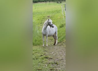 Welsh A (Mountain Pony), Mare, 5 years, 11,2 hh, Grey