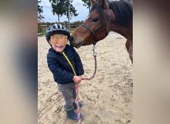 Welsh A (Mountain Pony), Mare, 5 years, 11,2 hh, Roan-Red