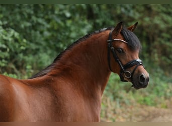 Welsh A (Mountain Pony) Mix, Mare, 5 years, 11,3 hh, Brown