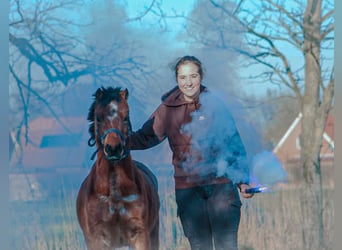 Welsh A (Mountain Pony), Mare, 5 years, 11,3 hh