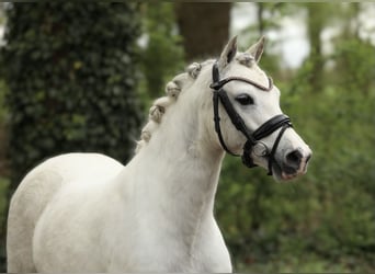 Welsh A (Mountain Pony), Mare, 5 years, 12.1 hh, Gray