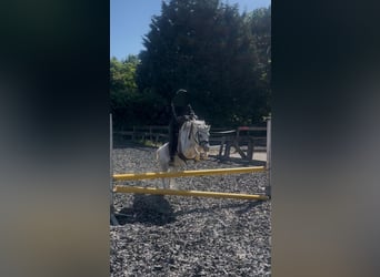 Welsh A (Mountain Pony), Mare, 5 years, 12 hh, Gray-Dapple
