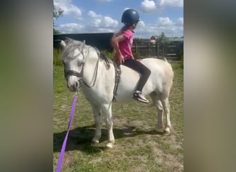 Welsh A (Mountain Pony), Mare, 5 years, 12 hh, Gray-Dapple