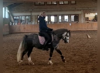 Welsh A (Mountain Pony), Mare, 5 years, 12 hh, Grey-Dark-Tan