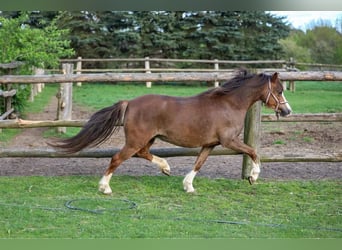 Welsh A (Mountain Pony), Mare, 6 years, 11.1 hh, Chestnut-Red