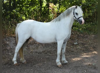 Welsh A (Mountain Pony), Mare, 6 years, 11.1 hh, Grey
